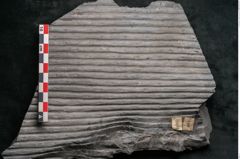 Foto (Detailansicht) von Sigillaria angusta Brongniart (NHMW-GEO-2024-0188-11091)